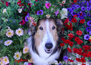 1156-Petunias Surrounding Bebe Sheltie Dog Face-by AYAKO