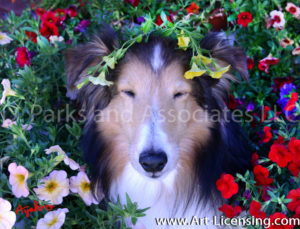 1188-Petunias on Bill Sheltie Dog-by AYAKO