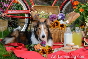 1682-Red Bicycle Picnic-with Sheltie dog-by AYAKO