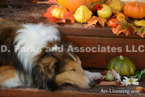 3841-Fall setting Pumpkins Maple leaveswith Sheltie Dog-by AYAKO