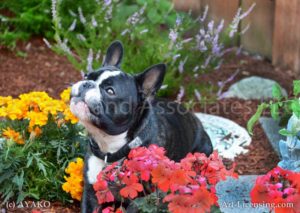 5844-French Bulldog in the Garden-by AYAKO