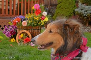 6807-Sheltie dog and Wooden Flower Wagon-by AYAKO