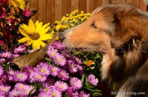 6969-Aster Rudbecia Brown Bird with Sheltie Dog-by AYAKO