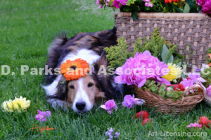 8281-Garbela flower on Bebe Sheltie Dog Head-by AYAKO