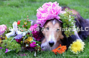 8405-Peony flower on Bill Sheltie Dog Head-by AYAKO