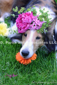 8410S-Peony flower on Bebe Sheltie Dog Head-by AYAKO