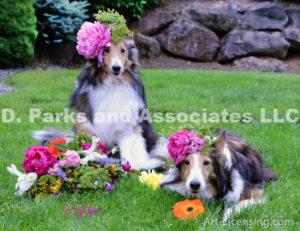 8417S-Bebe and Bill Sheltie Dogs with Flower Bouquet-by AYAKO