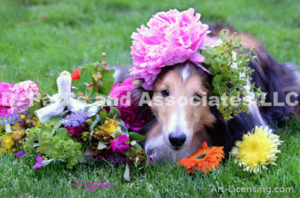 8445-Peony flower on Bill Sheltie Dog Head-by AYAKO