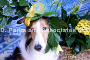 8554-Yellow Hibiscus on Bebe Sheltie Dog-by AYAKO