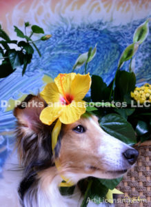 8571-Yellow Hibiscus on Bebe Sheltie Dog-by AYAKO