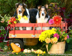 9843-Dahlias Pampkins Shetland Sheepdogs on the Red Wagon-by AYAKO