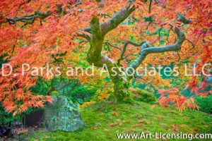 7650S-Maple-Tree-in-Portland-Japanese-Garden