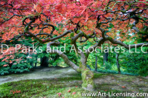 7673S-Maple-Tree-in-Portland-Japanese-Garden