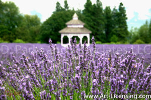 0076S-Lavendar Garden with Gazebo