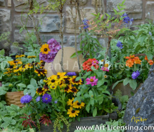 8367S-Rudbeckia Zinnia Summer Garden Flowers