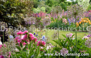 7309S-Lupine Allium and Iris Spring Garden