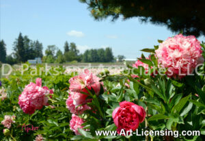 7608S-Pink Peony and Field