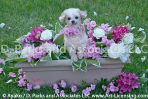 8895S-Peony-Rhododendron-Rose-Azalea-Hosta with Miniature Poodle Dog