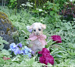 9163S-Miniature Poodle Peony and Iris on Bishops weed