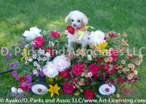 9628S Miniature Poodle and Summer flowers on the Red Wagon