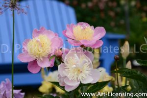 7139-Pink Peonies and Blue Chair