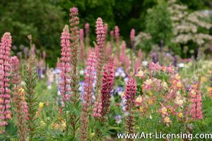 7158-Lupine in the Garden