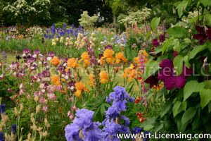 7187-Iris Spring Garden