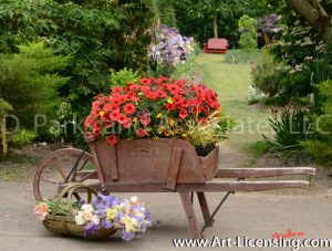 7349-Iris and Petunia in Wheel Barrow in the Garden