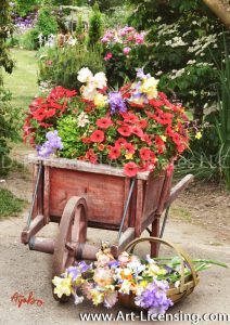 7395TS-Iris and Petunia in Wheel Barrow in the Garden