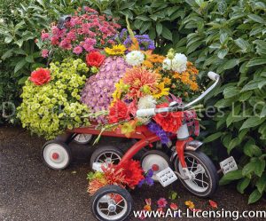 9629-Mums, Dahlias and Sunflowers on Red Wagon and Tricycle