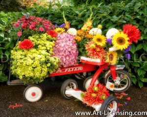 9650S-Mums, Dahlias and Sunflowers on Red Wagon and Tricycle