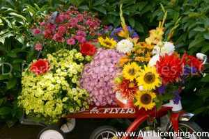 9662-Mums, Dahlias and Sunflowers on Red Wagon and Tricycle